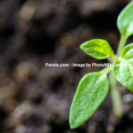 Dyrk dine egne grøntsager – Trifolium frø